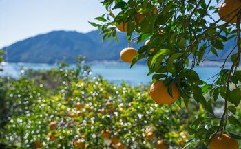 世界大会優勝パティシエが、尾鷲市「平山農園」で有機・無農薬栽培で育てられた甘夏を使用したスイーツを開発！3月18日（水）メディア向け試食会のご案内