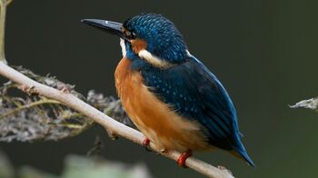 「残像かと思った」1羽のカワセミを撮影したつもりが、もう1羽！？まさかの正体に「奇跡の1枚すぎる」と話題に