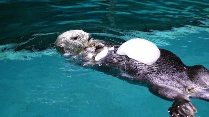 鳥羽水族館　メイちゃん　ラッコ ふるさと納税返礼品は「ラッコひとり占め」！？…鳥羽水族館のメイと