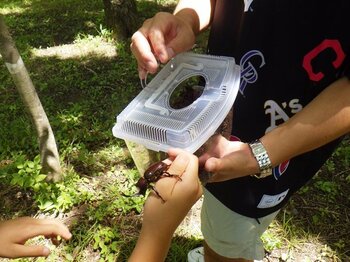 【JAF宮城】蔵王で夏の思い出づくりを！「JAFデー カブトムシ捕り体験 in ことりはうす」を開催します