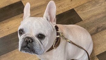 芸達者なわんこが『バーン』とされたら…？まさかのこだわりに「賢いフレブル！」「体力あるよバージョンですね」など大反響【激かわアニマル奇跡の瞬間】