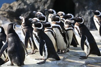 【神戸須磨シーワールド】サメやイルカ、ペンギンなど水族館の生きものについて楽しく学べる！平日限定プログラム「生きものトークライブ」2026年9月16日（水）より開始