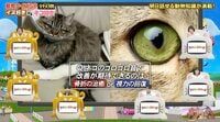 ネコが喉を鳴らす“ゴロゴロ音”で改善が期待できるのは、骨折？視力？『ネプリーグ』で放送の＜豆知識＞