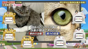 ネコが喉を鳴らす“ゴロゴロ音”で改善が期待できるのは、骨折？視力？『ネプリーグ』で放送の＜豆知識＞
