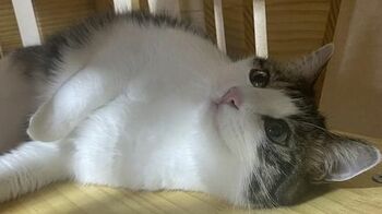 「声出して笑った！」プチパニックの猫が話題！#途方に暮れてたので救出シリーズ【激かわアニマル奇跡の瞬間】