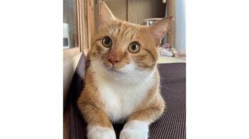 「想定外」ふすまの開け方が器用な猫が話題！華麗な動きですんなりと見事成功する“スゴ技”に「吹き出してしまった笑」【激かわアニマル奇跡の瞬間】