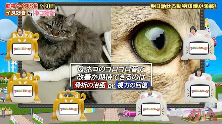 ネコが喉を鳴らす“ゴロゴロ音”で改善が期待できるのは、骨折？視力？『ネプリーグ』で放送の＜豆知識＞