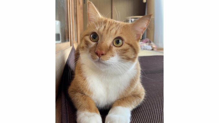 「想定外」ふすまの開け方が器用な猫が話題！華麗な動きですんなりと見事成功する“スゴ技”に「吹き出してしまった笑」【激かわアニマル奇跡の瞬間】