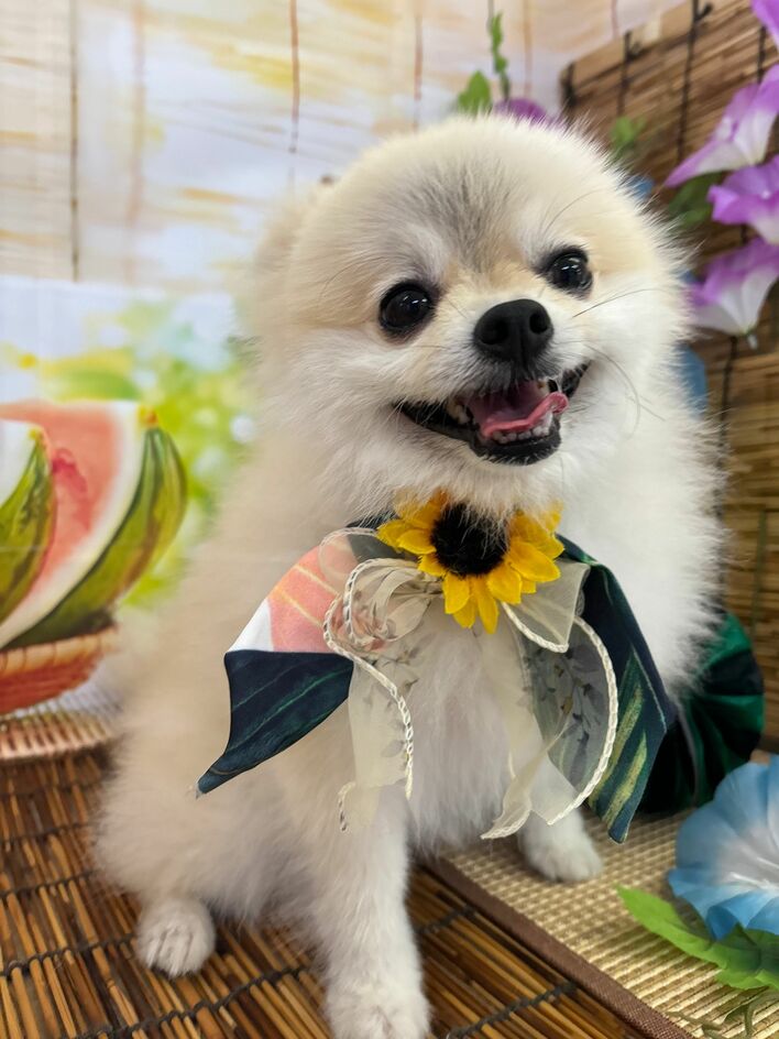 もう歩けない…」哀愁たっぷりで座り込む姿が話題 大好きなお散歩で