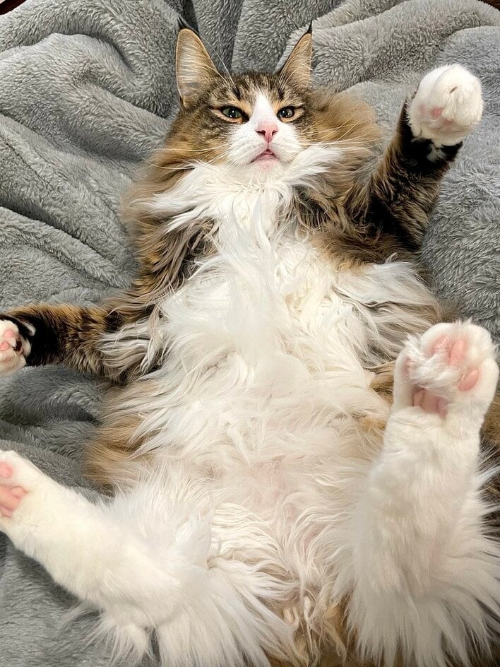 大きさ 存在さ 安定さ 抜群テラコッタオブジェ♡巨大猫ちゃん♡ 何この幸せ空間…」SNSで大バズり！“デカネコ万博”に大きいにゃんこ達の