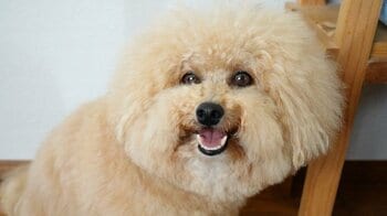 ボールが全然取れない わんこが話題！鼻がボールになったショット！？など躍動感あふれる姿に「一生見ていられる」【激かわアニマル奇跡の瞬間】