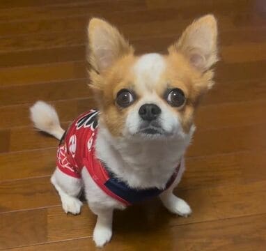 お邪魔しまーす」チワワの和室の入り方が「完全に人間」と話題！クセ強 