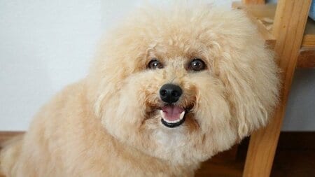 ボールが全然取れない わんこが話題！鼻がボールになったショット！？など躍動感あふれる姿に「一生見ていられる」【激かわアニマル奇跡の瞬間 年末スペシャル プードルDAY】