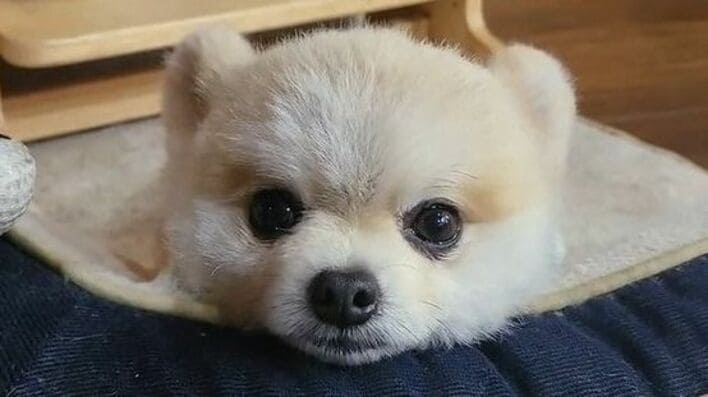 【画像18枚】「なんだこのかわいい生き物は」もん絶する人続出！朝に弱いポメラニアンが二度寝する姿を見る