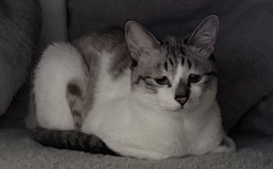 こたつに入った猫のしょんぼり“ぴえん顔”が話題！表情が切ない…哀愁