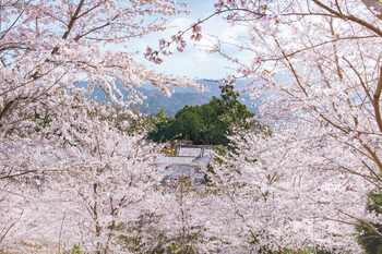 【ザ・プリンス 京都宝ヶ池】春の京都滞在を思い出深い時間にするご宿泊者限定プログラム　顕本法華宗 総本山 妙満寺「サクラ山」特別入場とオリジナル写仏体験を販売