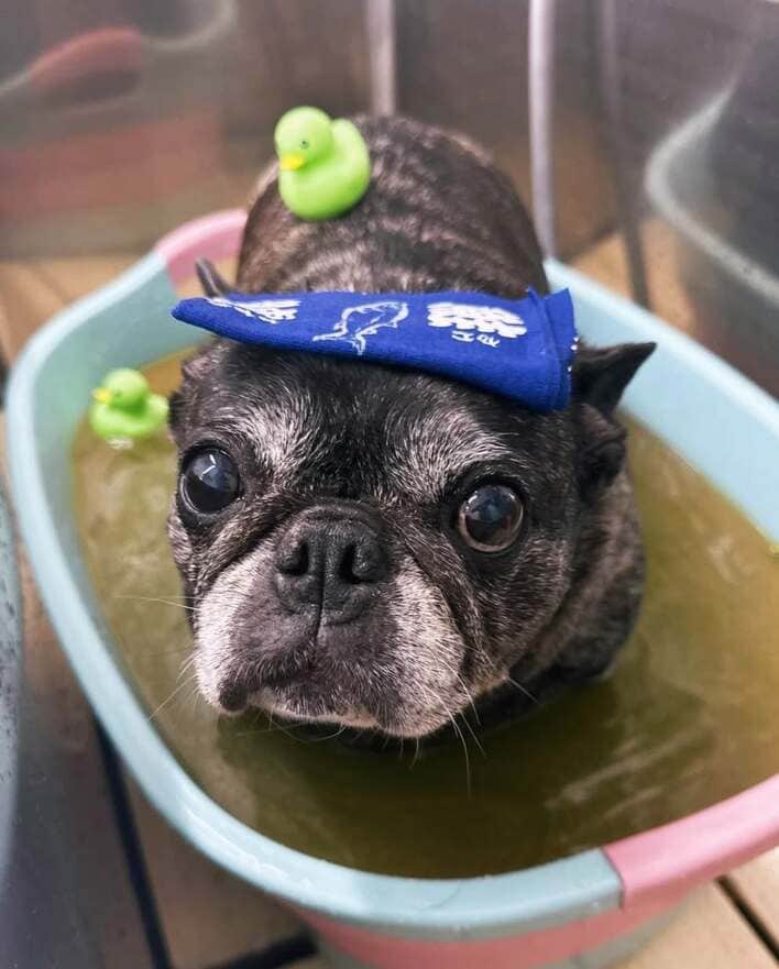 【画像6枚】浜崎あゆみ 保護犬たちの幸せそうなお風呂ショットを見る