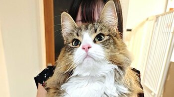 「何この幸せ空間…」SNSで大バズり！“デカネコ万博”に大きいにゃんこ達の写真が集結し「ずっと見ていたい！」と大反響【激かわアニマル奇跡の瞬間】