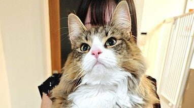 何この幸せ空間…」SNSで大バズり！“デカネコ万博”に大きいにゃんこ達の