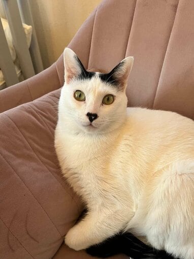 親の顔してる！」“親分”猫の0歳男の子への“愛情深い行動”に反響！毛布