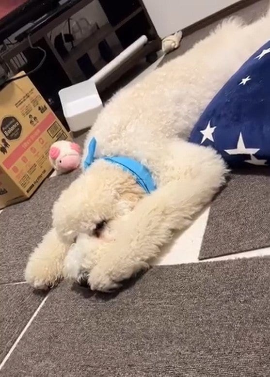 【画像19枚】だんだんとクセになってくる…？スタンダードプードルが飼い主の元へ“そろりそろり”とやってくる様子を見る