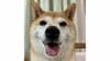 「変な笑い声出た」柴犬が小さなカゴに体を押し込む様子が話題！失敗するも…可愛らしい結末に「犬も液体だった説？」「ドヤ顔可愛い」【激かわアニマル奇跡の瞬間】