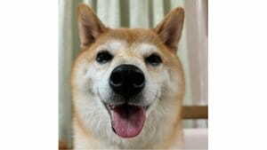 「変な笑い声出た」柴犬が小さなカゴに体を押し込む様子が話題！失敗するも…可愛らしい結末に「犬も液体だった説？」「ドヤ顔可愛い」【激かわアニマル奇跡の瞬間】