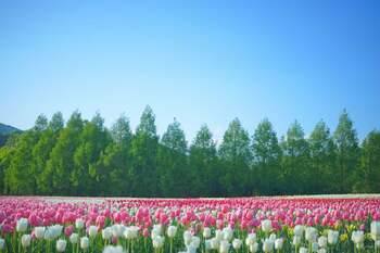 【フェアフィールド・バイ・マリオット 道の駅プロジェクト×世羅高原農場共同企画】写真家　山本まりこ氏と巡る、花と絶景の撮影体験 「世羅高原農場」で「ローカルフォトツーリズム」を開催！《広島／世羅》