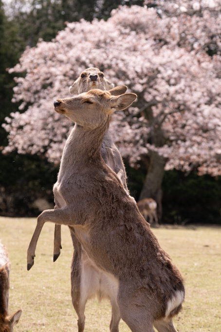 前世が人すぎる”鹿の「思った以上にパリピ」な奇跡の1枚が話題！桜の前