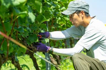 【地域の人と食に出会う旅】「鳥海山の麓で夢を醸す　新しい秋田のワインを楽しむ旅～TOYOSHIMA FARM　豊島昂生氏と出会う～」ツアー発売中！！