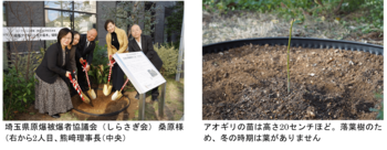 【コープみらい】被爆・戦後 80 年記念事業 「被爆アオギリ二世」を植樹