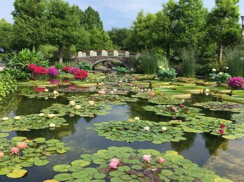 開園30周年！滋賀県・烏丸半島の植物園「草津市立水生植物公園みずの森」で記念祭を2026年7月11日（土）・12日（日）開催