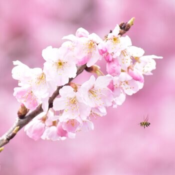 早咲きの桜「春めき」が南足柄市で開花!!　2026年の見頃は3月14日(土)、15日(日)ごろか