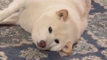 「あざとい」柴犬が“ぬくぬく”をおねだりする姿が話題！器用に足を使う様子や熱い視線を送る様子に「超かわいっ」【激かわアニマル奇跡の瞬間】