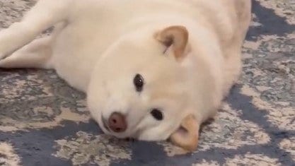 「あざとい」柴犬が“ぬくぬく”をおねだりする姿が話題！器用に足を使う様子や熱い視線を送る様子に「超かわいっ」【激かわアニマル奇跡の瞬間】