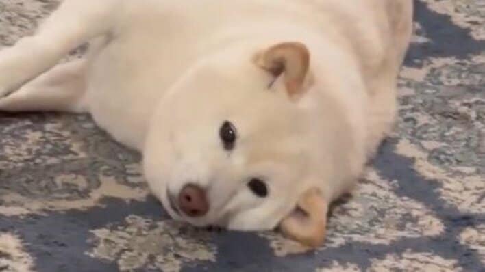 【画像18枚】「あざとい」柴犬が“ぬくぬく”をおねだりする姿に反響！器用に足を使う様子や熱い視線を送る様子を見る