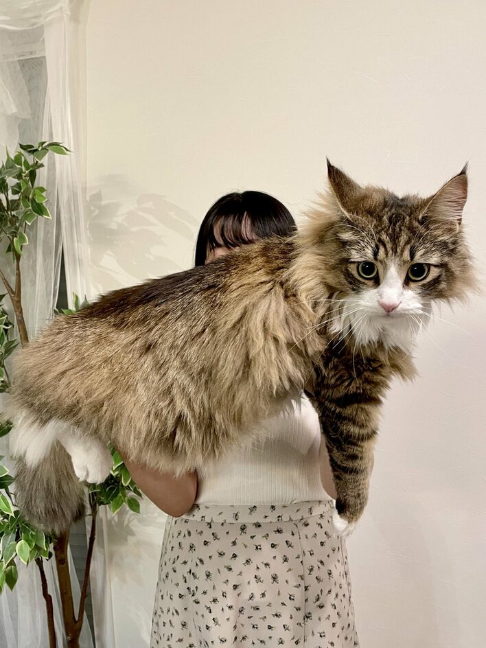 大きさ 存在さ 安定さ 抜群テラコッタオブジェ♡巨大猫ちゃん♡ 何この幸せ空間…」SNSで大バズり！“デカネコ万博”に大きいにゃんこ達の
