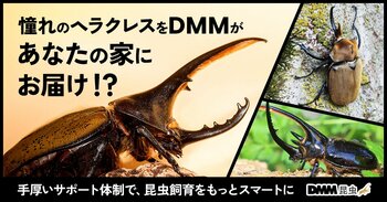 DMMがヘラクレスオオカブトをあなたの家にお届け..!? カブトムシ通販サービス「DMM昆虫」を4月1日（水）より提供開始