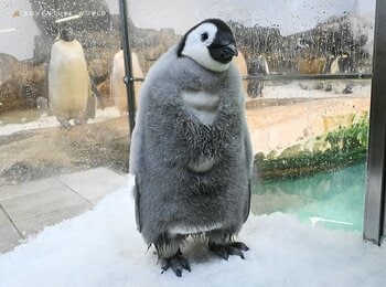エンペラーペンギンの赤ちゃん誕生から１００日「さわって、しって、みまもる」特別イベントを開催はじめての運動場でのお散歩も！