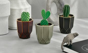 八角形の陶器でサボテンを種から育てる栽培キット「HACHIKAKU CACTUS」ーーー透明感のある釉薬がシャープな造形を引き立てる新商品