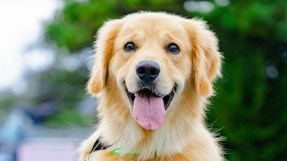 犬も顔浮腫むんや！」ゴールデンレトリバーの寝起き姿が話題