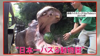 【日本一バズる動物園】“カバのスイカ丸かじり”動画でバズった長崎バイオパーク…バズり続け今は「飼育員自ら出演」「飼育員が魅力」