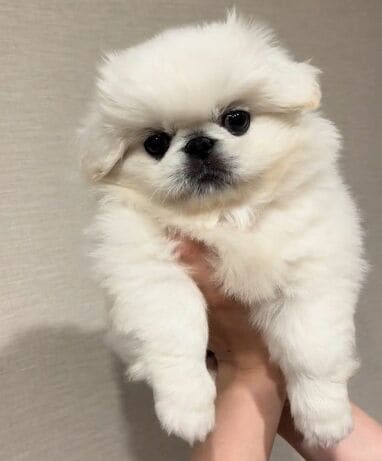 img_36d4a3df83647e3672979b2d4d