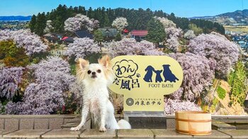 旅行メディア「旅色」で「丹泉ホテル」が提供する宿泊プランの販売を開始しました