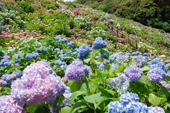 日本の梅雨を愉しむ！形原温泉「あじさいの里」とのコラボ★「レイニー・シーズン・ウィークス (Rainy Season Weeks) 」 6/1～6/30 開催【天下の絶景 ホテル東海園】