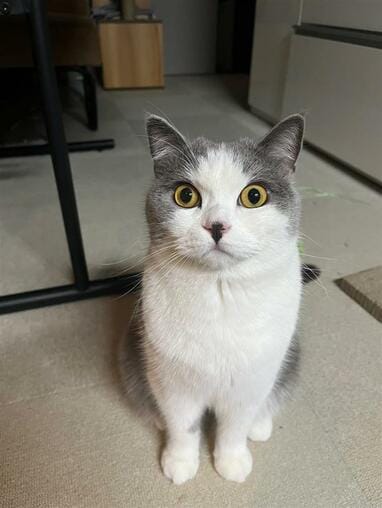 兄猫”の尻尾に夢中な子猫が「ずっと見てられる」と反響！体が大きな