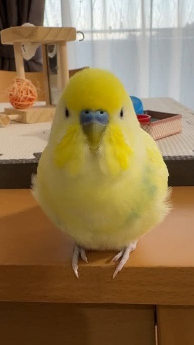 中に人が入ってる」インコがインコにささやく“愛の言葉”が「まるで