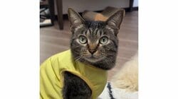 「無垢すぎてヤバい」自分の影に驚く猫の行動に悶絶する人続出！一緒に動く影を不思議そうに見つめる姿も「永遠に見ていられる」【激かわアニマル奇跡の瞬間】