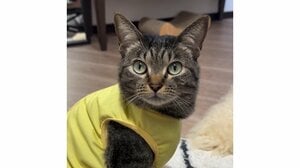 「無垢すぎてヤバい」自分の影に驚く猫の行動に悶絶する人続出！一緒に動く影を不思議そうに見つめる姿も「永遠に見ていられる」【激かわアニマル奇跡の瞬間】