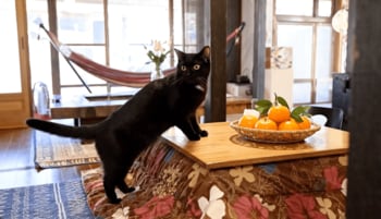 冬でも暖かい南房総で“こたつ・サウナ・鍋”の冬体験を提供。千葉県富津市の里山グランピング施設・和心村が冬季限定企画「こたつみかんまつり」を開催中。